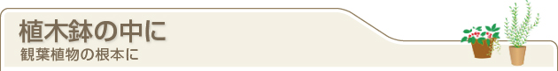 植木鉢の中に